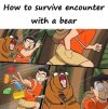 survive-encounter-with-bear-5-aps.jpeg