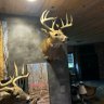 Bullwinkle